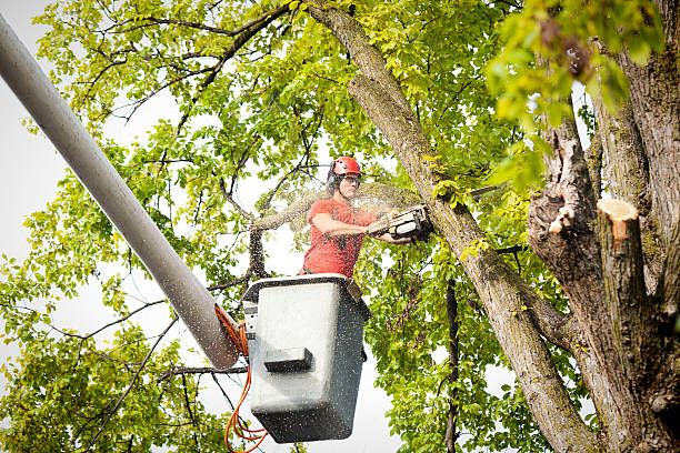  Berne, IN Tree Services Pros