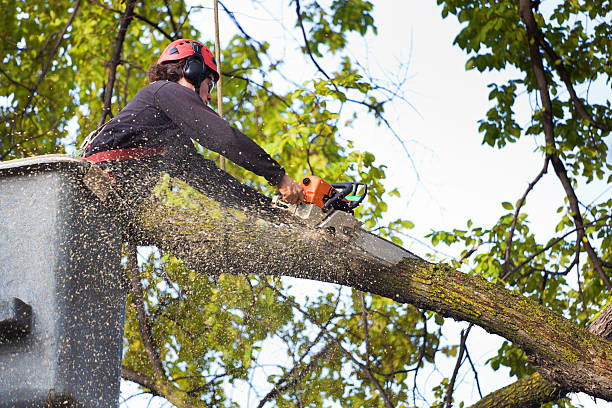 Best Tree Health Inspection  in Berne, IN